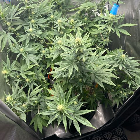 Blueberry (P) #1 growlog timeline photo