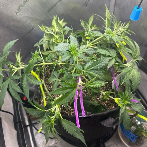 Amnesia Lemon (P) #3 growlog timeline photo