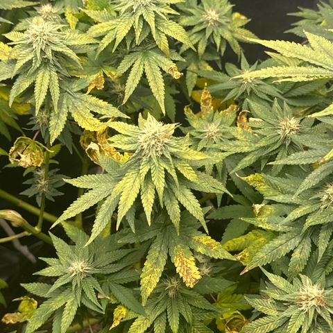 Blueberry (P) #1 growlog timeline photo