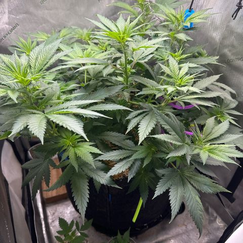 Amnesia Lemon (P) #3 growlog timeline photo