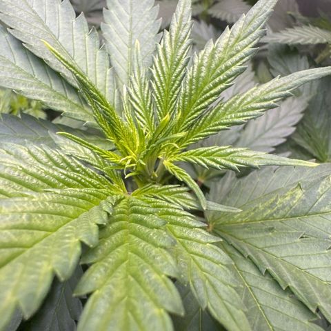 Amnesia Lemon (P) #3 growlog timeline photo