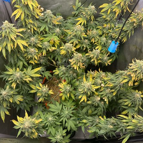 Blueberry (P) #1 growlog timeline photo