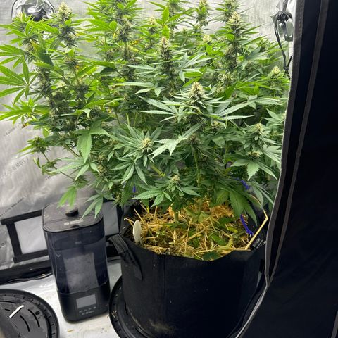 Amnesia Lemon (P) #3 growlog timeline photo