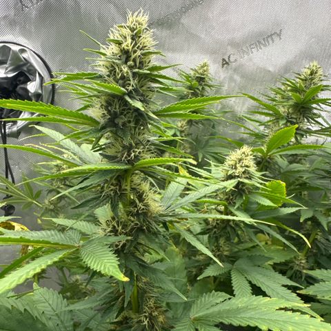 Amnesia Lemon (P) #3 growlog timeline photo