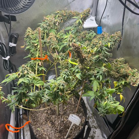 Blueberry (P) #1 growlog timeline photo