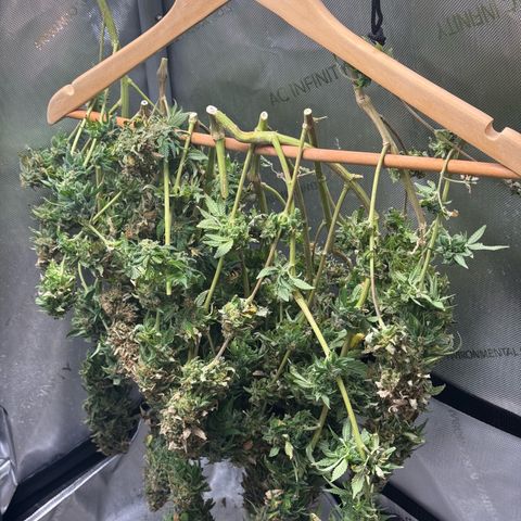 Blueberry (P) #1 growlog timeline photo