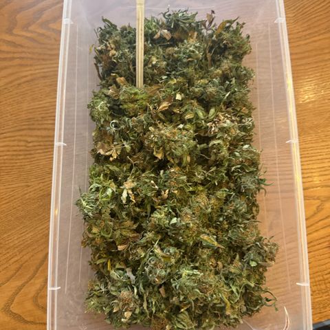 Blueberry (P) #1 growlog photo: 220 one day dry