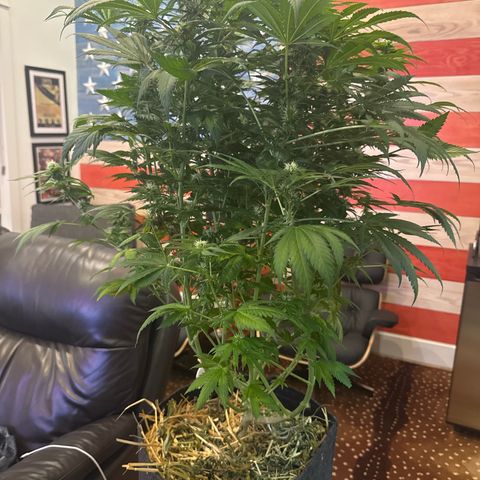 Amnesia Lemon (P) #3 growlog timeline photo