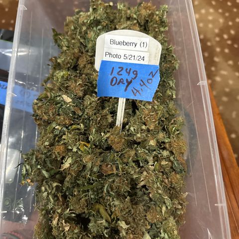 Blueberry (P) #1 growlog photo: 124 g cured/ 4.4 oz
