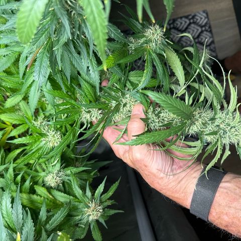 Amnesia Lemon (P) #3 growlog timeline photo