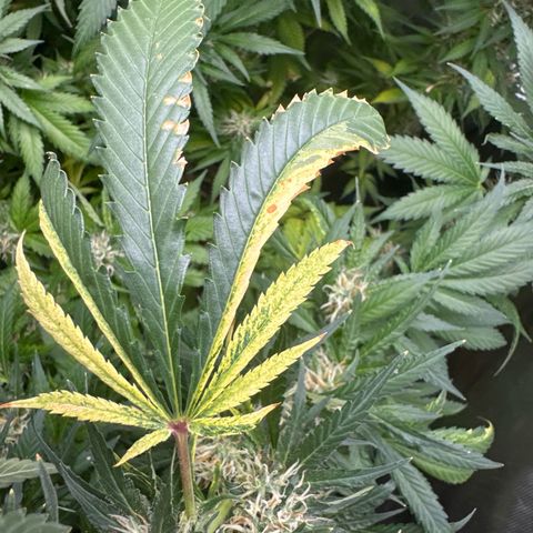 Amnesia Lemon (P) #3 growlog timeline photo
