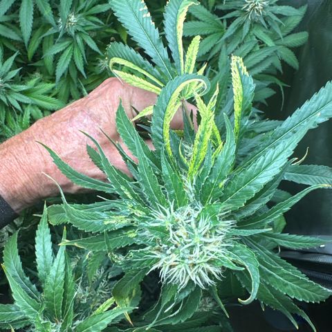 Amnesia Lemon (P) #3 growlog timeline photo