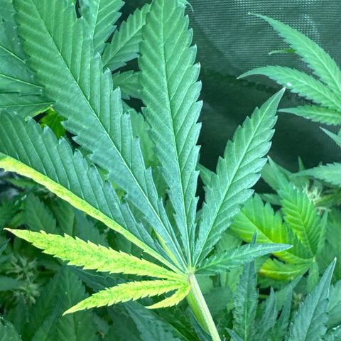 Amnesia Lemon (P) #3 growlog timeline photo