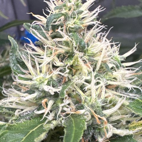 Amnesia Lemon (P) #3 growlog timeline photo