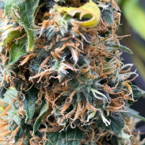 Amnesia Lemon (P) #3 growlog photo: Not quite ready…