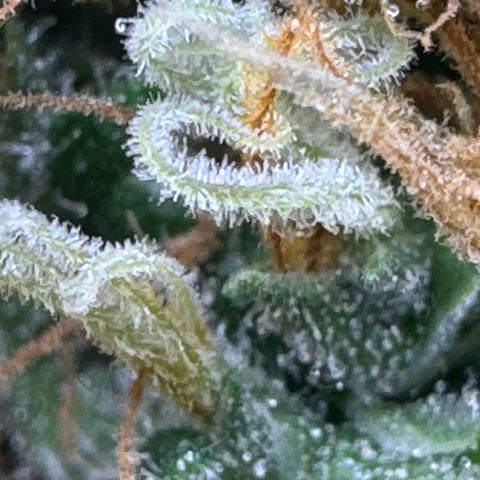 Amnesia Lemon (P) #3 growlog photo: Not quite ready…