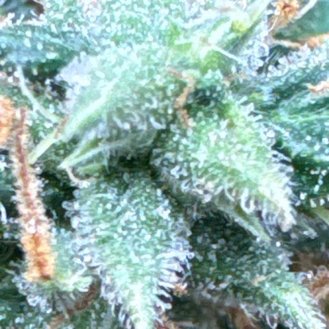 Amnesia Lemon (P) #3 growlog timeline photo