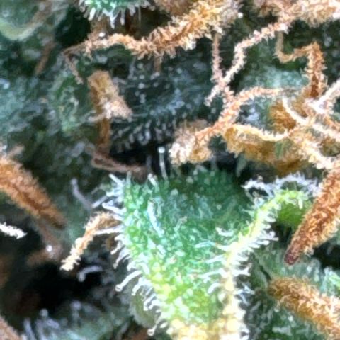 Amnesia Lemon (P) #3 growlog timeline photo