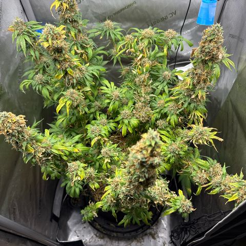 Amnesia Lemon (P) #3 growlog timeline photo