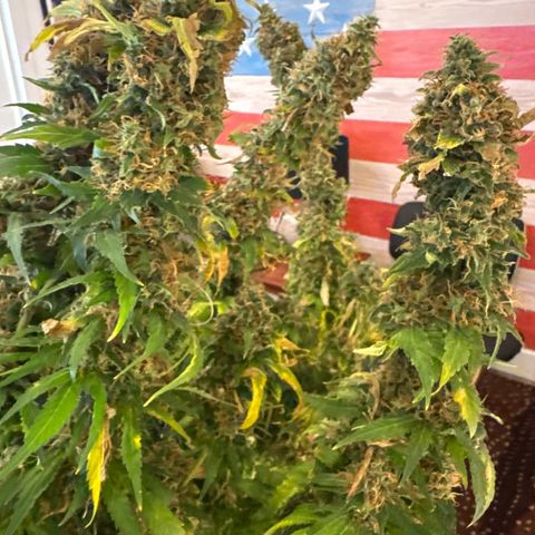 Amnesia Lemon (P) #3 growlog timeline photo