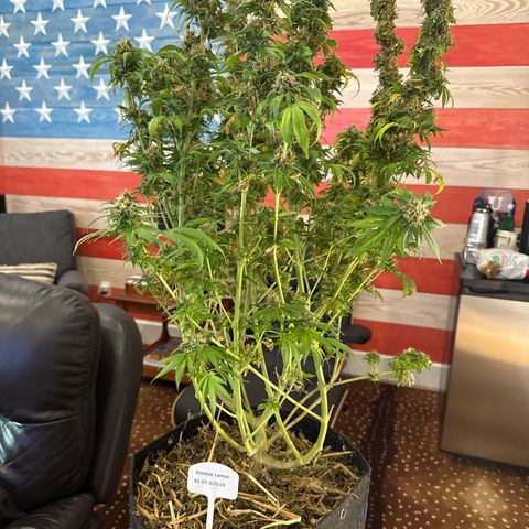 Amnesia Lemon (P) #3 growlog timeline photo
