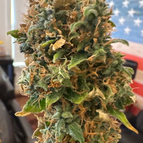 Amnesia Lemon (P) #3 growlog timeline photo