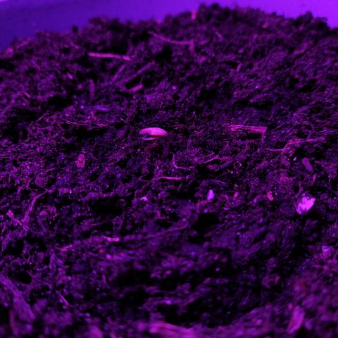 Purple Punch Auto growlog timeline photo