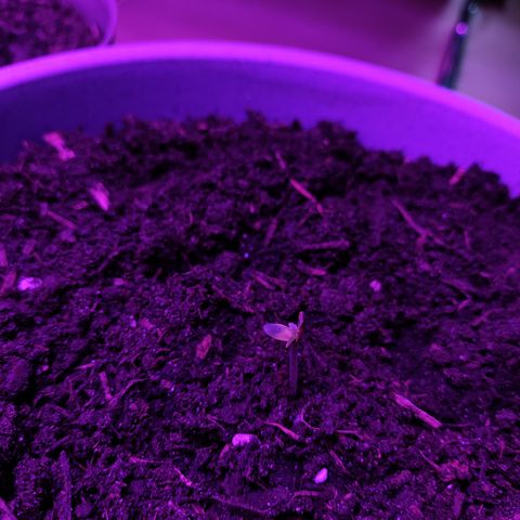 Purple Punch Auto growlog timeline photo