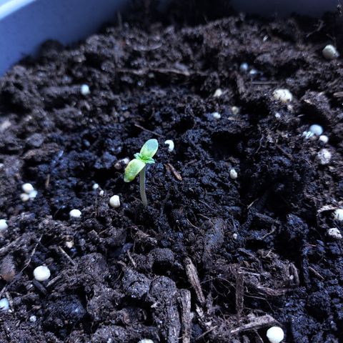 Purple Punch Auto growlog timeline photo