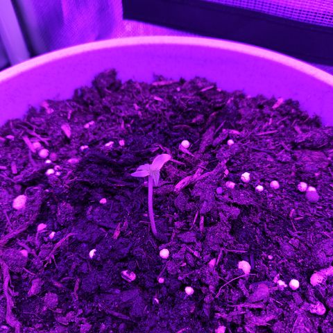 Purple Punch Auto growlog timeline photo