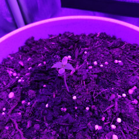 Purple Punch Auto growlog timeline photo