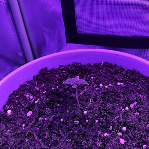 Purple Punch Auto growlog timeline photo