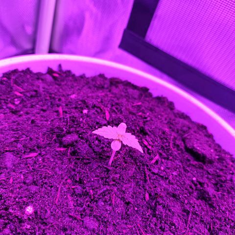 Purple Punch Auto growlog timeline photo