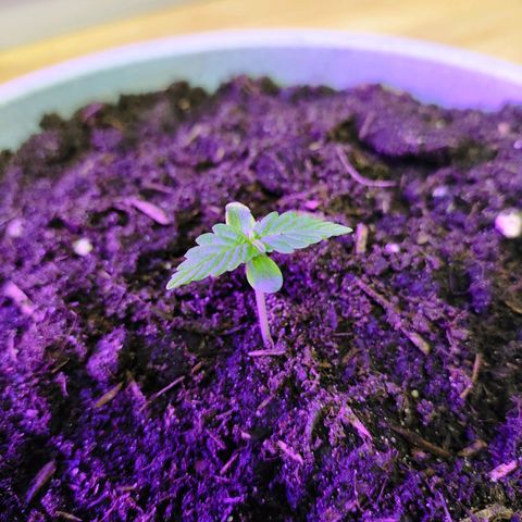 Purple Punch Auto growlog timeline photo