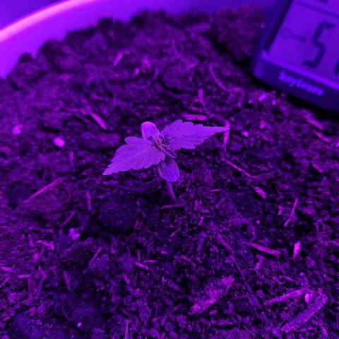 Purple Punch Auto growlog timeline photo