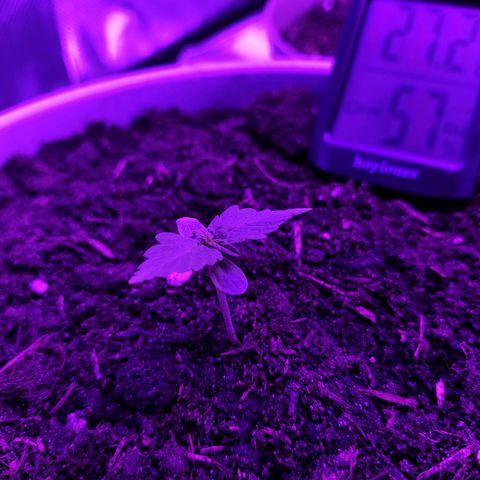 Purple Punch Auto growlog timeline photo
