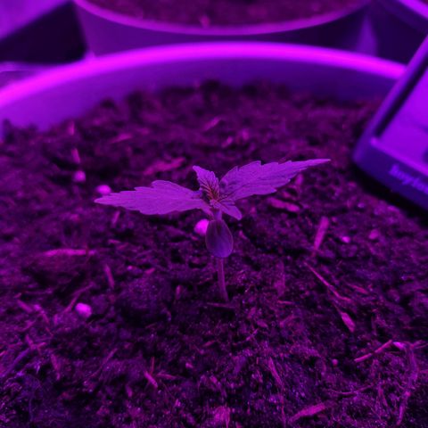 Purple Punch Auto growlog timeline photo