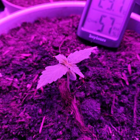 Purple Punch Auto growlog timeline photo