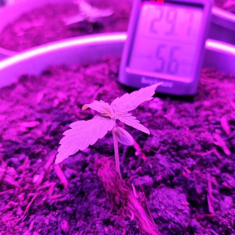 Purple Punch Auto growlog timeline photo