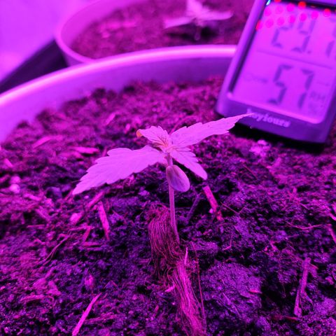 Purple Punch Auto growlog timeline photo