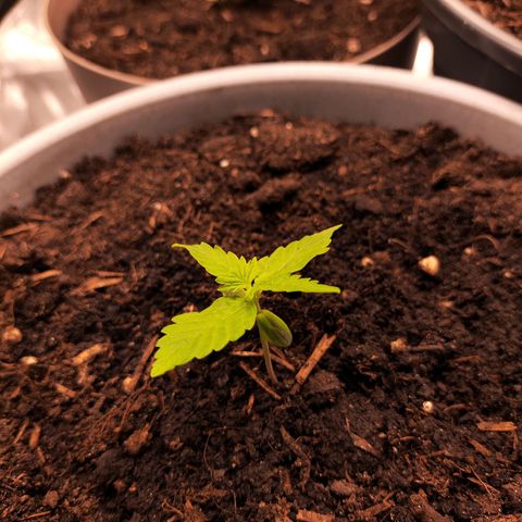 Purple Punch Auto growlog timeline photo