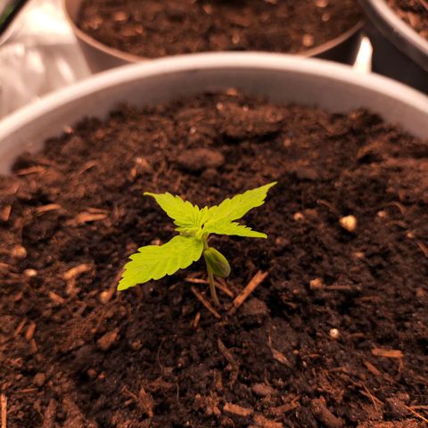 Purple Punch Auto growlog timeline photo
