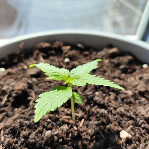 Purple Punch Auto growlog timeline photo