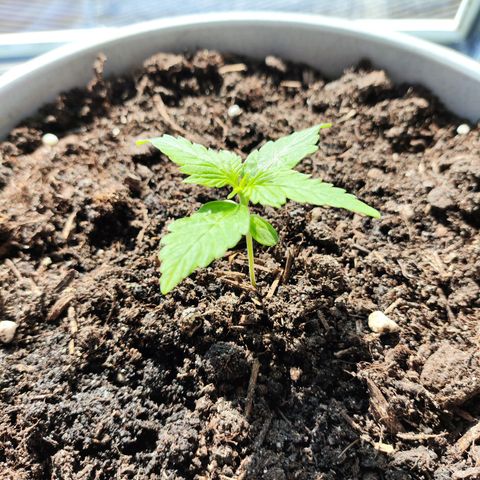Purple Punch Auto growlog timeline photo