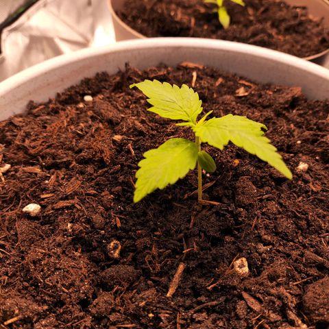 Purple Punch Auto growlog timeline photo