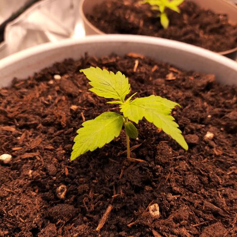 Purple Punch Auto growlog timeline photo