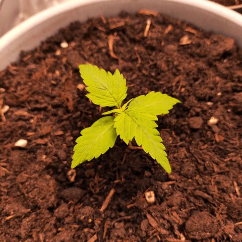 Purple Punch Auto growlog timeline photo