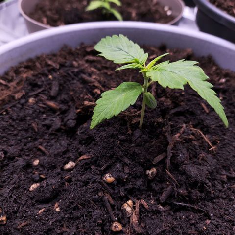 Purple Punch Auto growlog photo: A bit of light burn :(