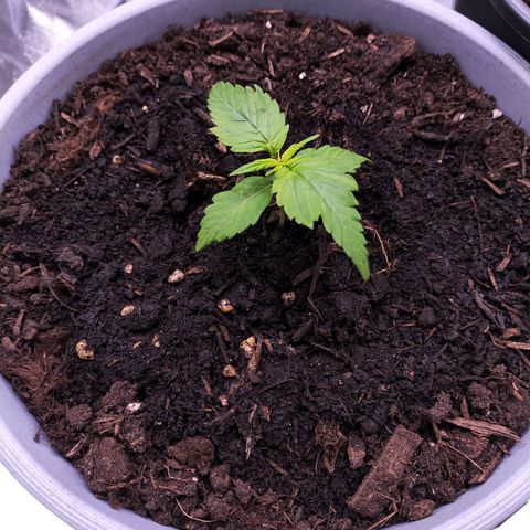 Purple Punch Auto growlog photo: A bit of light burn :(