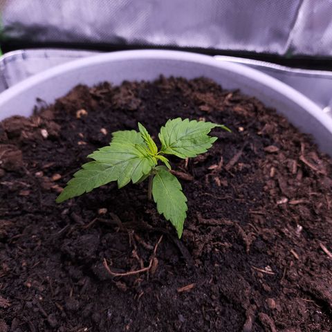 Purple Punch Auto growlog photo: A bit of light burn :(